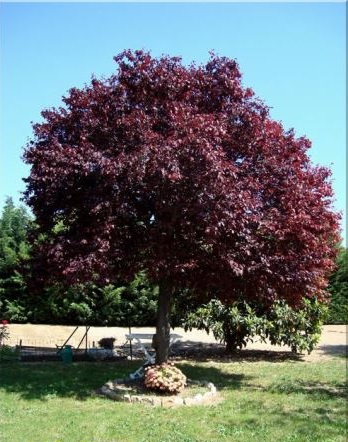 ΠΡΟΥΝΟΣ (Prunus cerasifera 'Atropurpurea')